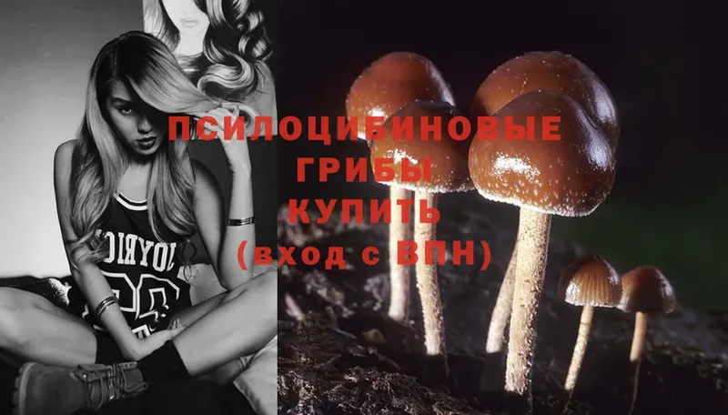 Галлюциногенные грибы Psilocybe  цена   даркнет официальный сайт  Верхотурье 